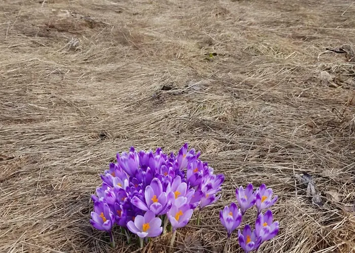 منزل للإقامة Smiechowka *